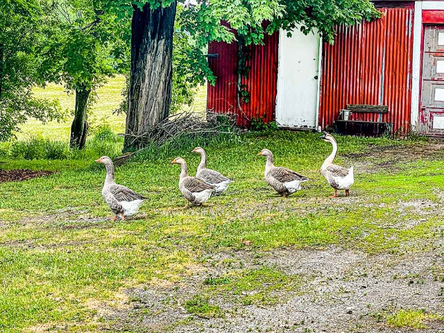 297 Zion Road - Geese